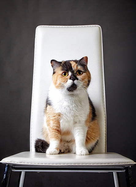 istock portrait of british cat 479646282