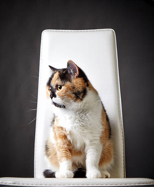 istock portrait of british cat 479646284