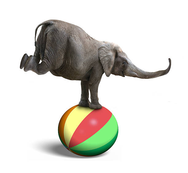 istock Elephant balancing on a colorful ball 479646542