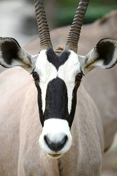 istock African Safari Oryx Gazella or Gemsbox Antelope head 479646966