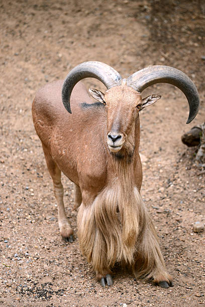 istock Barbary sheep with long horned 479646982