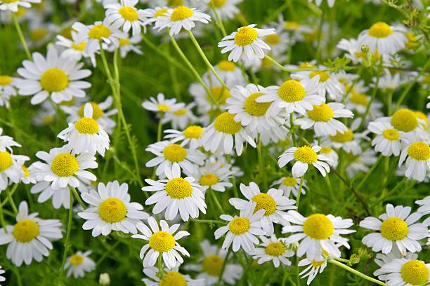 istock field of white daisies 479647074