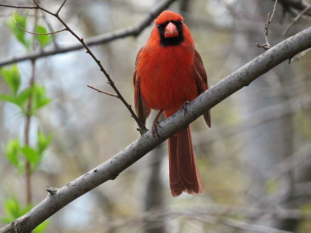 istock Northern Cardinal Looks Angry 479647088