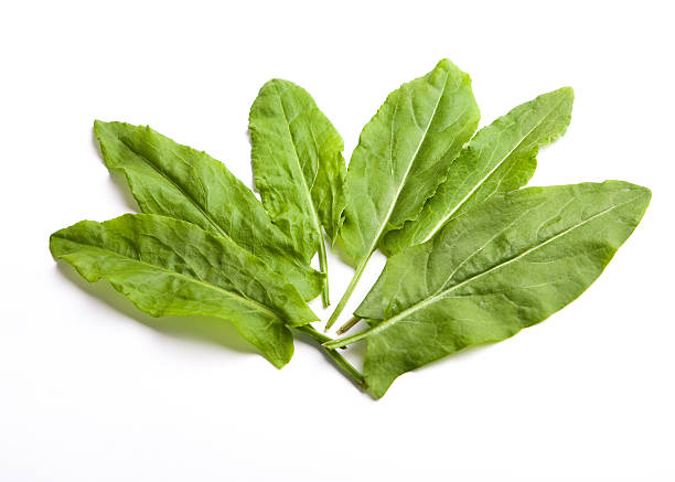 istock green garden sorrel leaves on white background, 479647270