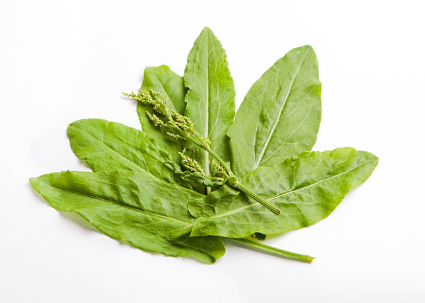 istock green garden sorrel leaf with blossom on white background 479647274