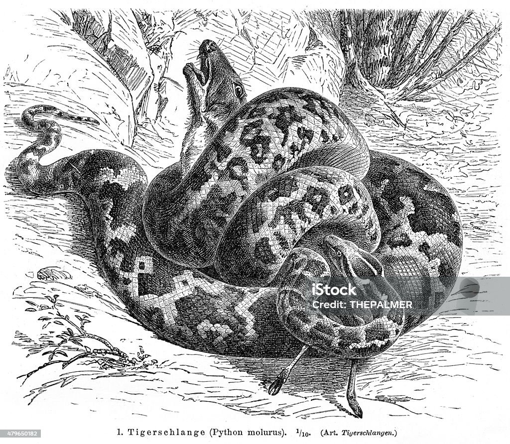 Python molurus engraving 1896 Python molurus engraving 2015 stock illustration