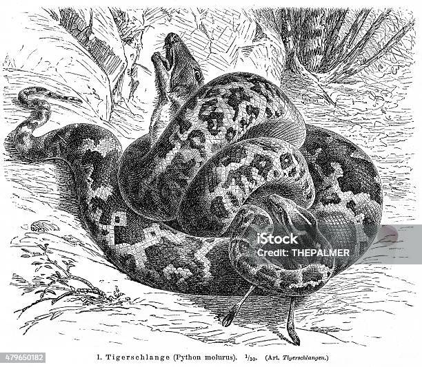 Python Molurus Engraving 1896 Stock Illustration - Download Image Now - 2015, Ancient, Animal