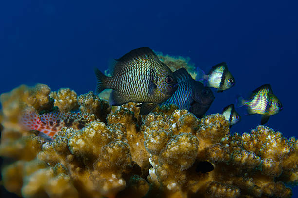 istock Four Reticulated Dascyllus, over a coral 479652508