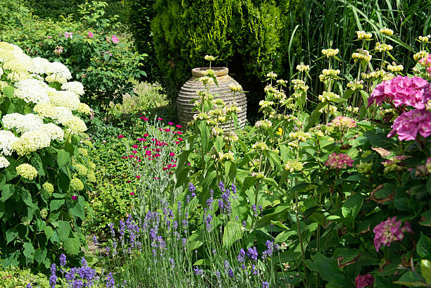 Garden with urn,hydrangea ,phlomis,conifer,lychnis coronaria and lavender.