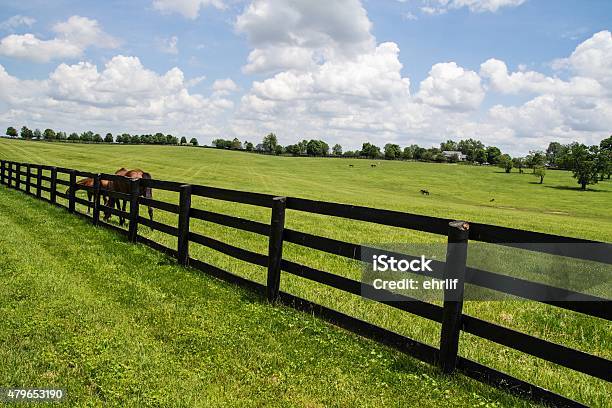 Kentucky Bluegrass Country Stockfoto und mehr Bilder von Ranch - Ranch, Zaun, Kentucky