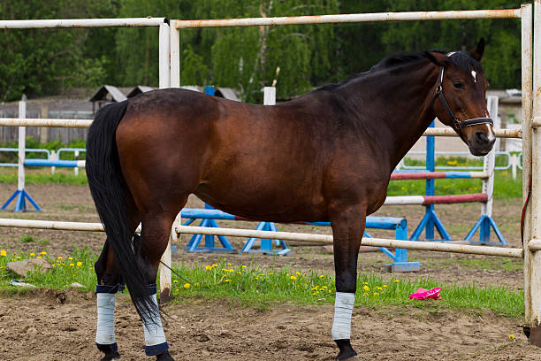 istock Horse on roaming in the paddock. 479653810
