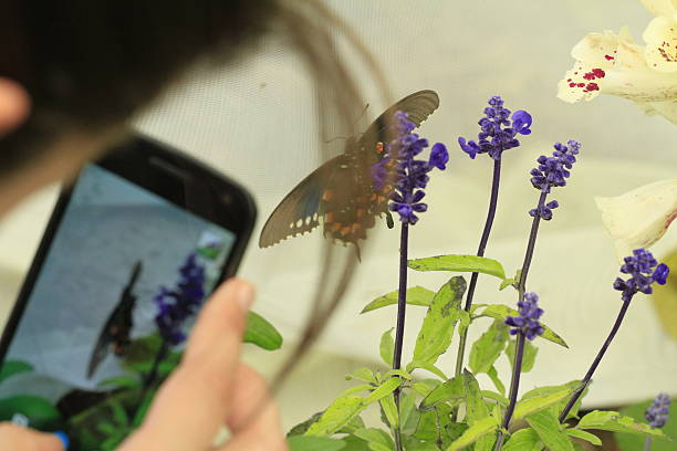 istock Butterflies and flowers 479654182