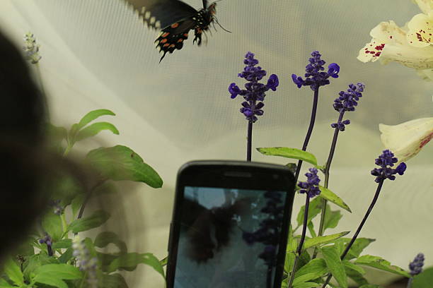 istock Butterflies and flowers 479654192