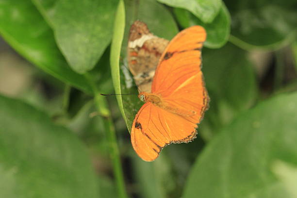 istock Butterflies and flowers 479654198