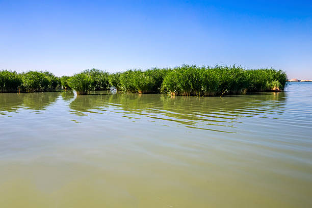 palude di sabbia lago (shahu) national park - guyuan foto e immagini stock