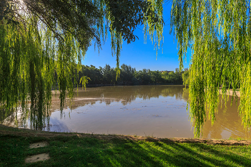 Weeping Willow tree in the springtime catches the light of the  morning sunrise