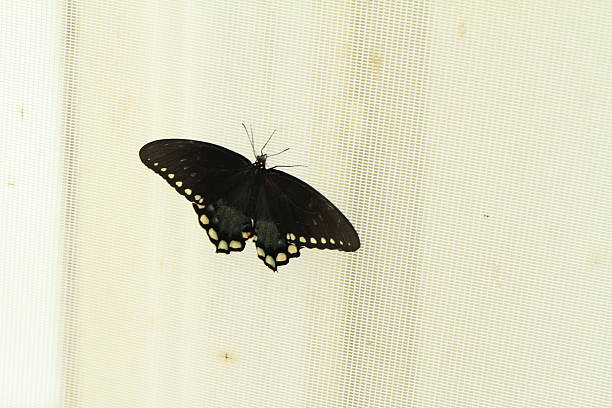 istock Butterflies and flowers 479654298