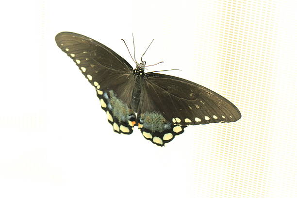 istock Butterflies and flowers 479654300
