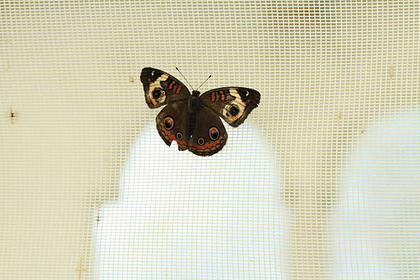 istock Butterflies and flowers 479656648