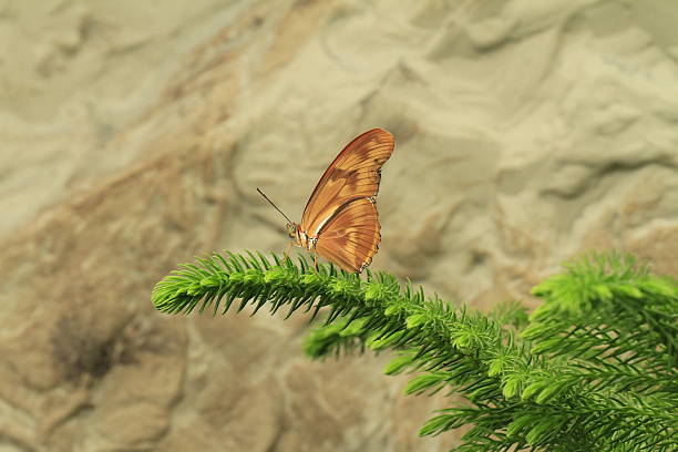 istock Butterflies and flowers 479656906