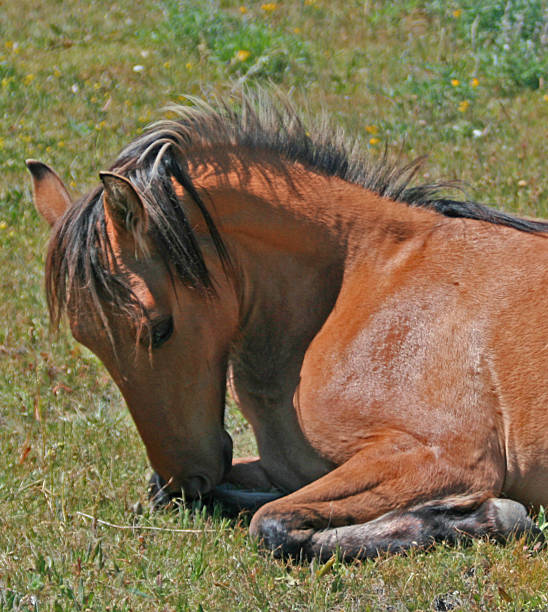 istock Wild Horse Buckskin Yearling Mare - Pryor Mountain 479657088