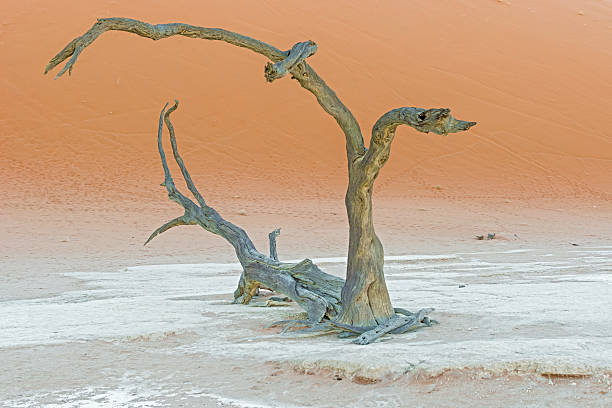 istock Dead Vlei near Sesriem in Namibia 479657252