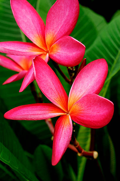 istock plumeria flower 479658108