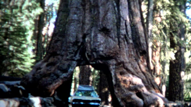 (8mm Vintage) 1966 Car Driving Through Giant Sequoia Tree California