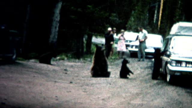 (8mm Vintage) 1968 People Feeding Bears Roadside in Yellowstone Park