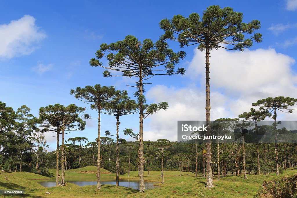 Araucaria angustifolia ( Brazilian pine),  Brazil Landscape with Araucaria angustifolia ( Brazilian pine) with sky and clouds background, Brazil. Selective focus Coniferous Tree Stock Photo