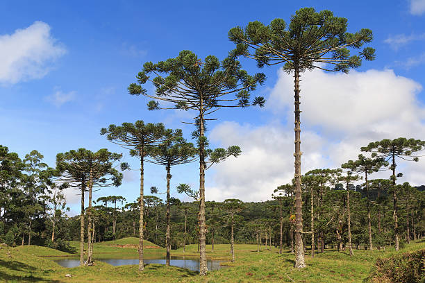 Araucaria angustifolia ( Brazilian pine), Brazil Landscape with Araucaria angustifolia ( Brazilian pine) with sky and clouds background, Brazil. Selective focus rio parana stock pictures, royalty-free photos & images