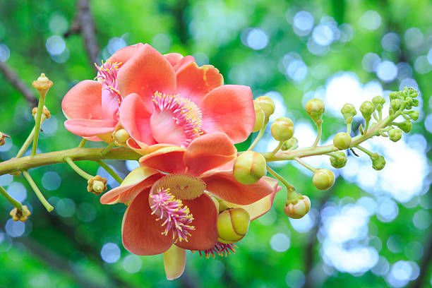 istock Flowers Couroupita Guianensis 479660868