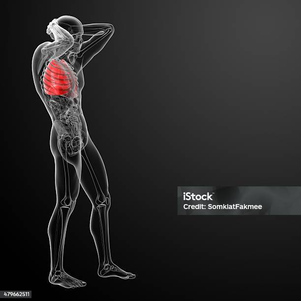 Foto de Sistema Respiratório Humano Em Raios X e mais fotos de stock de Anatomia - Anatomia, Azul, Biologia