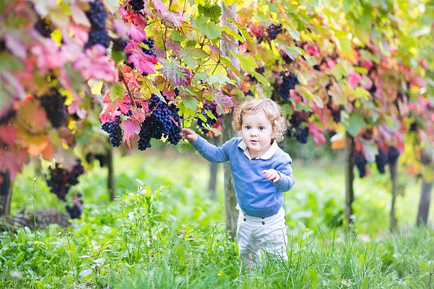 süßes baby-mädchen mit lockigem haar spielen im vine yard - child portrait fine art portrait multi colored stock-fotos und bilder