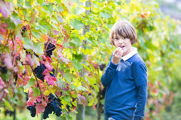 teenager junge im herbst vine yard essen frische reife weintrauben - child portrait fine art portrait multi colored stock-fotos und bilder