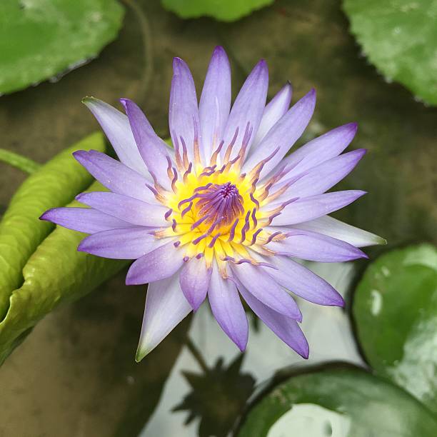istock Purple lotus with guppies 479663948