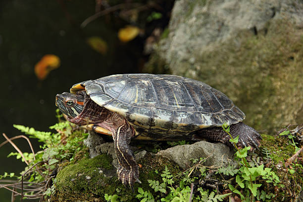 istock Tortoise sunbathing on the rock 479664094