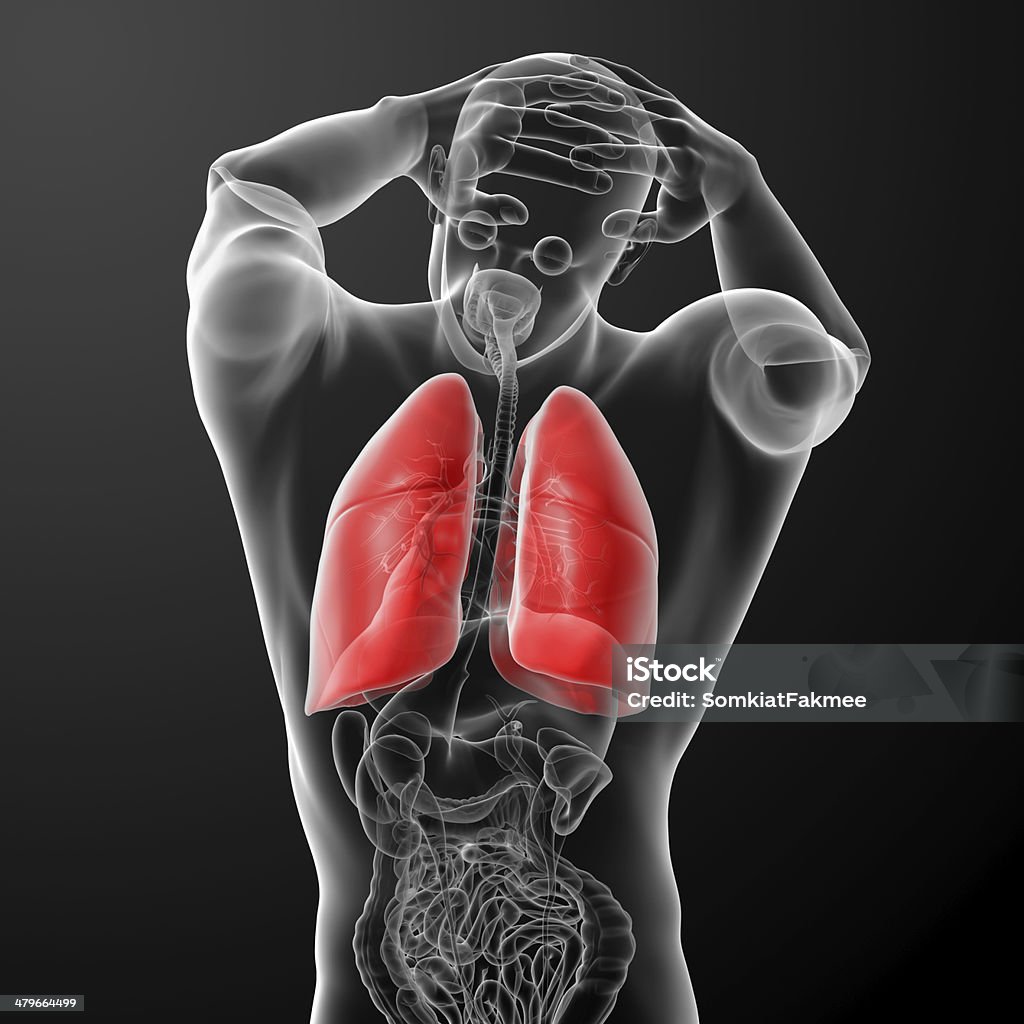 Sistema respiratório humano de raio-x de pulmões Vista traseira - Foto de stock de Anatomia royalty-free