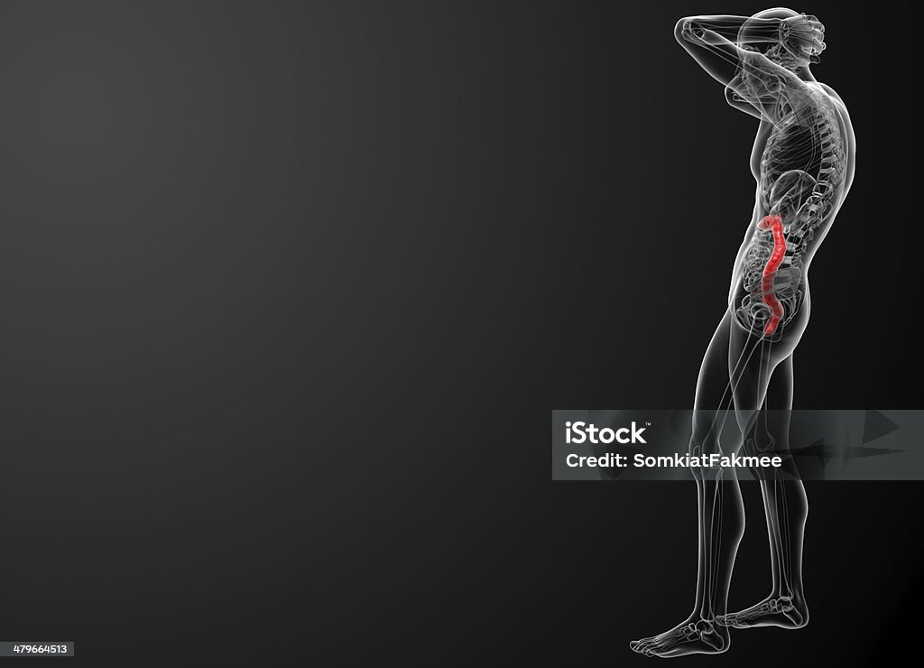 Red Color Digestion Human Digestive System Large Intestine Red Colored Stock Photo ...