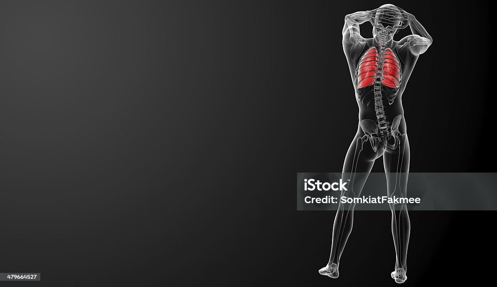 Sistema respiratório humano no raio-x view-vista posterior - Foto de stock de Abdome royalty-free