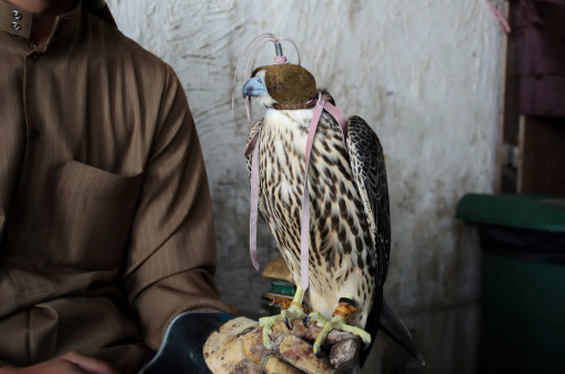 Falconer with his falcon, used for falconry, a favorite arab sport.