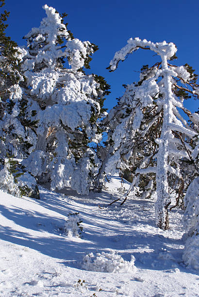 winter in der mountain navacerrada madrid, spanien - espaa stock-fotos und bilder