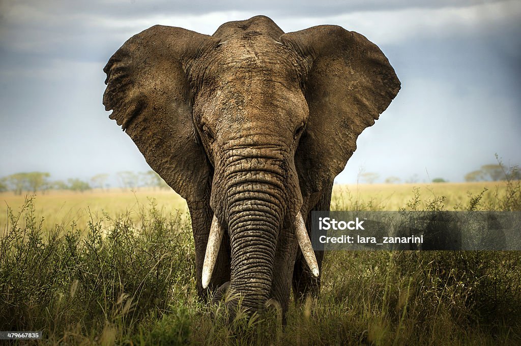 background elephant Elephant Stock Photo