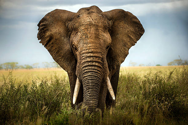 background elephant background elephant desert safari stock pictures, royalty-free photos & images