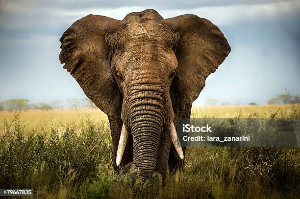 Background Elephant Stock Photo - Download Image Now - Elephant, Africa, Animal
