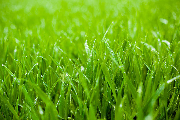 istock Photo of Green Fresh Grass 479669144