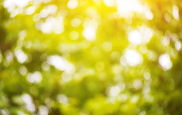 istock green floral natural background bokeh 479669454