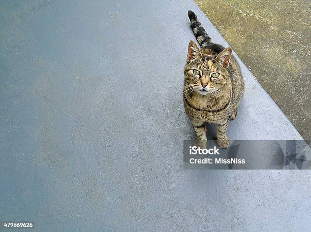 Cat Looking Up 01 Stock Photo - Download Image Now - 2015, Animal, Australia