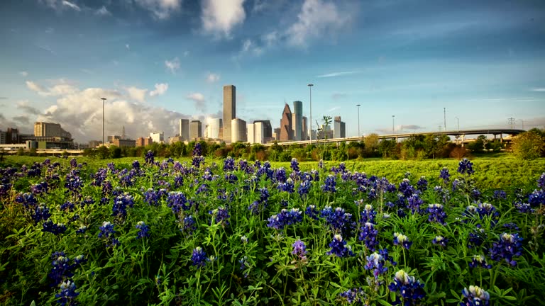 Houston Bluebonnets