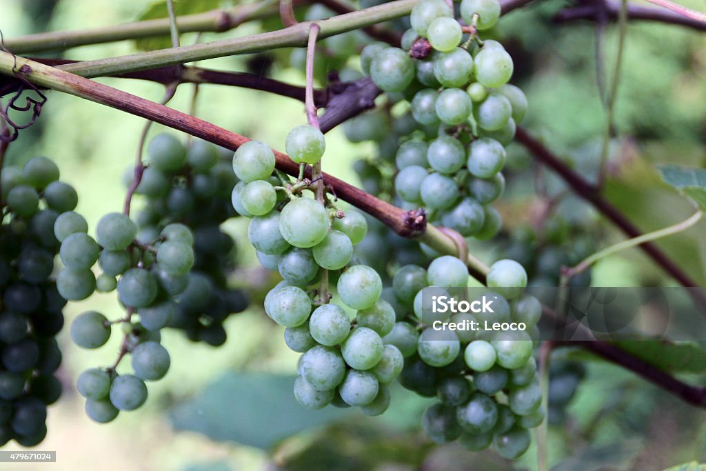 Grapes Bunches and stems of grapes 2015 Stock Photo